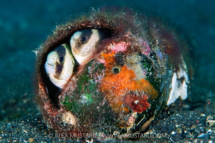 Spawning Damselfish, Indonesia