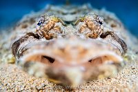 Crocodilefish Portrait, Egypt