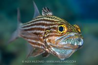 Tiger Cardinalfish With Eggs, Egypt