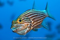 Tiger Cardinalfish With Eggs, Egypt