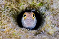 Bluebelly Blenny, Egypt