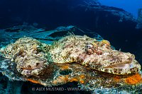 Crocodilefish On Thistlegorm Wreck, Egypt