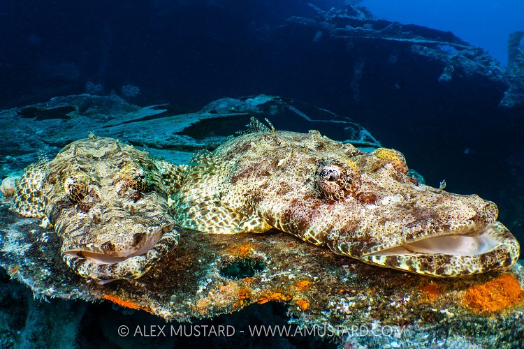 Crocodilefish On Thistlegorm Wreck, Egypt