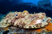 Crocodilefish On Thistlegorm Wreck, Egypt