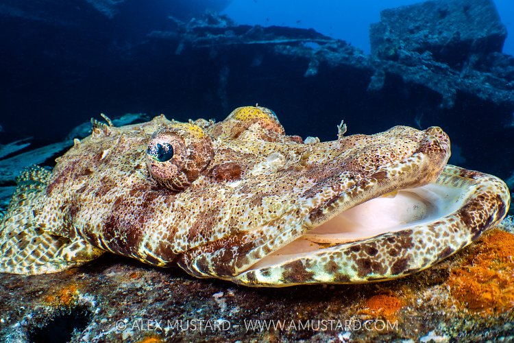 Crocodilefish On Thistlegorm Wreck, Egypt