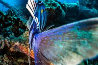 Damselfish Defending Nest. Thistlegorm Wreck, Egypt