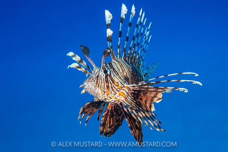 Lionfish Portrait, Egypt