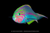 Klunzinger Portrait, Egypt