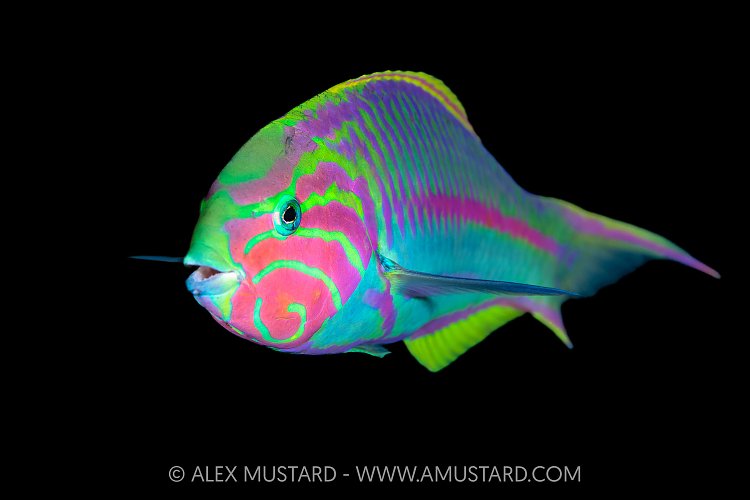 Klunzinger Portrait, Egypt