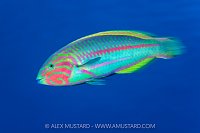 Klunzinger Portrait, Egypt