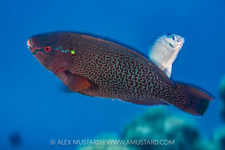 Damselfish Aggresion, Egypt