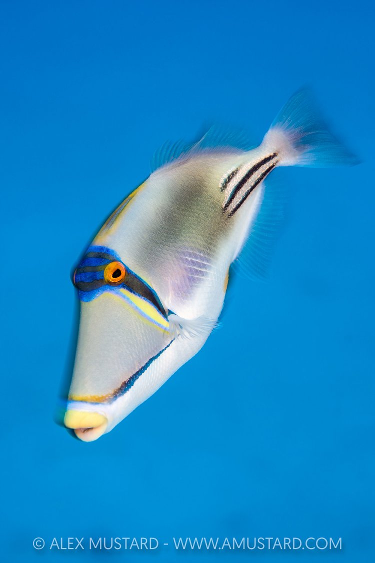 Picasso Trigger, Egypt