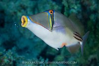 Picasso Trigger, Egypt