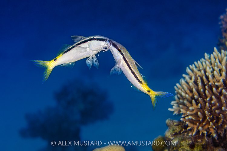 Goatfish Dispute, Egypt