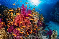 Colourful Reef Scene, Egypt