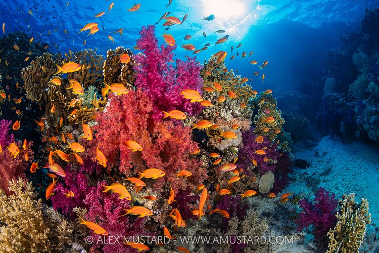 Colourful Reef Scene, Egypt
