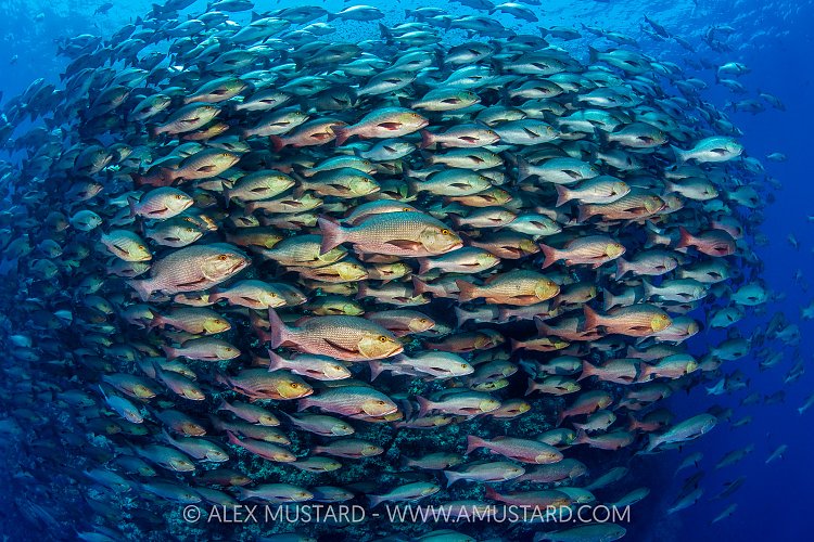 Bohar Snapper School On The Move, Egypt