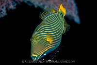 Triggerfish Eating, Egypt