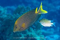 Damselfish Aggresion, Egypt