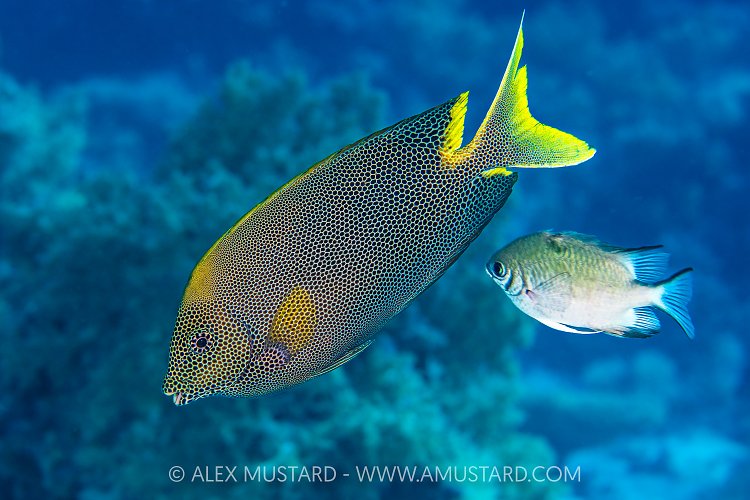 Damselfish Aggresion, Egypt