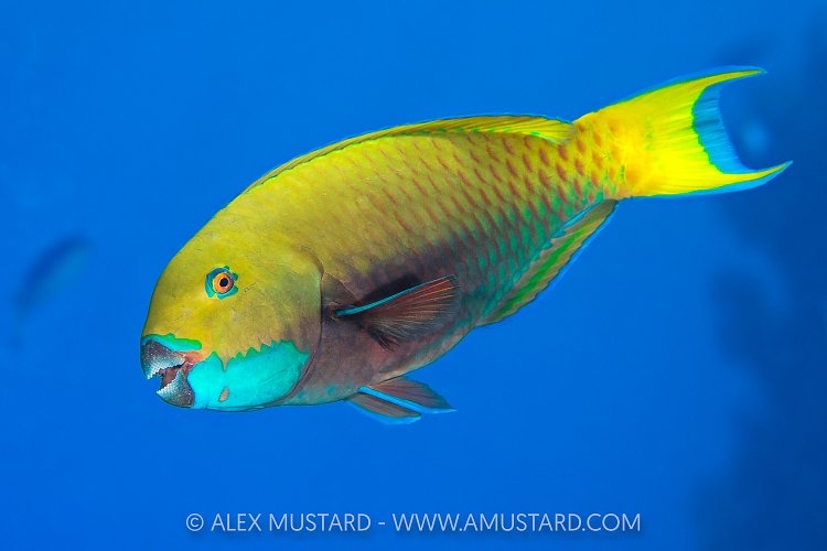 Parrotfish Portrait, Egypt