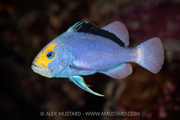 Soapfish Portrait, Egypt