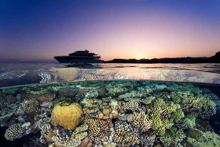 Sunset Split On Coral Reef, Egypt