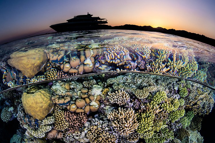Sunset Split On Coral Reef, Egypt