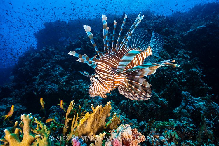 Lionfish On The Reef, Egypt