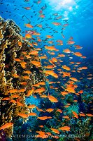 Anthias And Coral, Egypt