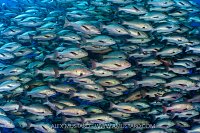 Bohar Snapper School, Egypt