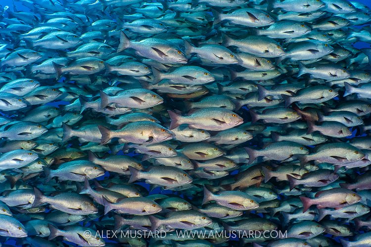 Bohar Snapper School, Egypt