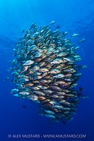 Bohar Snapper School, Egypt