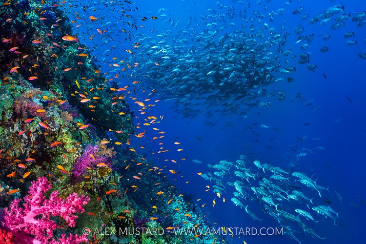 Vibrant Reef Scene With Schooling Fish, Egypt