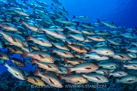 Bohar Snapper School, Egypt