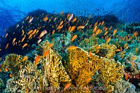 Anthias Reef Scene, Egypt