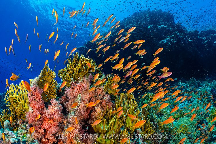 Anthias Reef Scene, Egypt