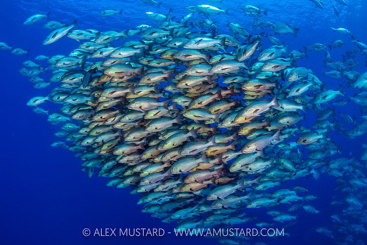 Bohar Snapper School, Egypt