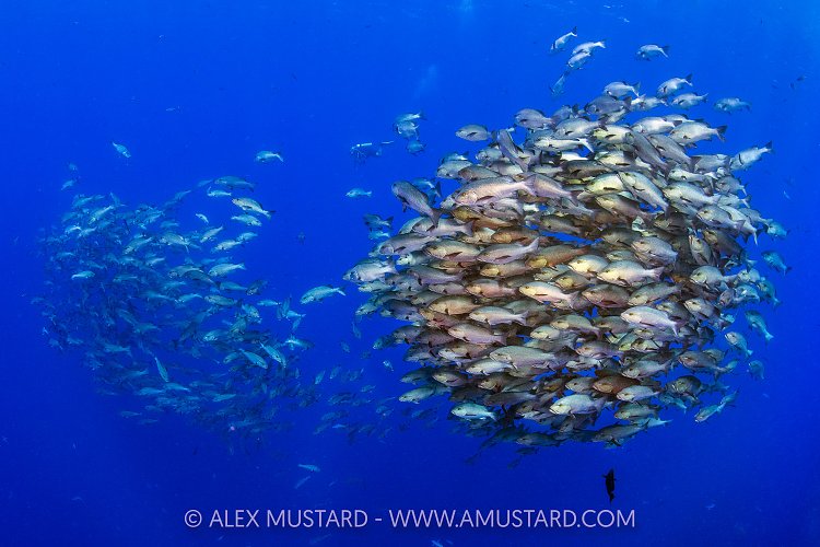 Bohar Snapper School, Egypt
