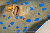 Stingrays Abstract, Egypt