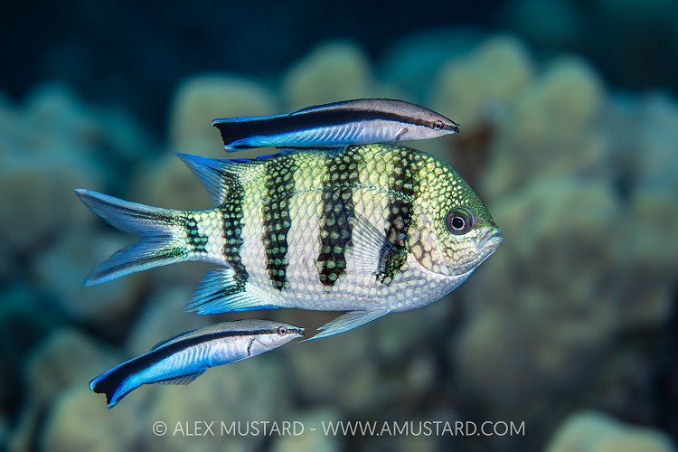 The Cleaning Station, Egypt