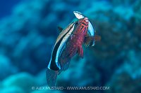 The Cleaning Station, Egypt