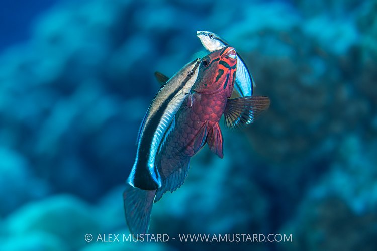 The Cleaning Station, Egypt