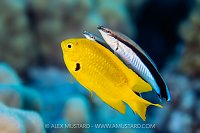 The Cleaning Station, Egypt