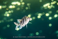 Sergeant Infront Of The Sun, Egypt