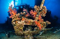 Soft Corals On The Giannis D, Egypt