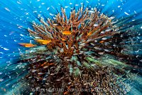 Reef Zoom Blur, Egypt