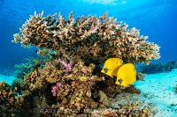 Butterflies Beneath Coral, Egypt