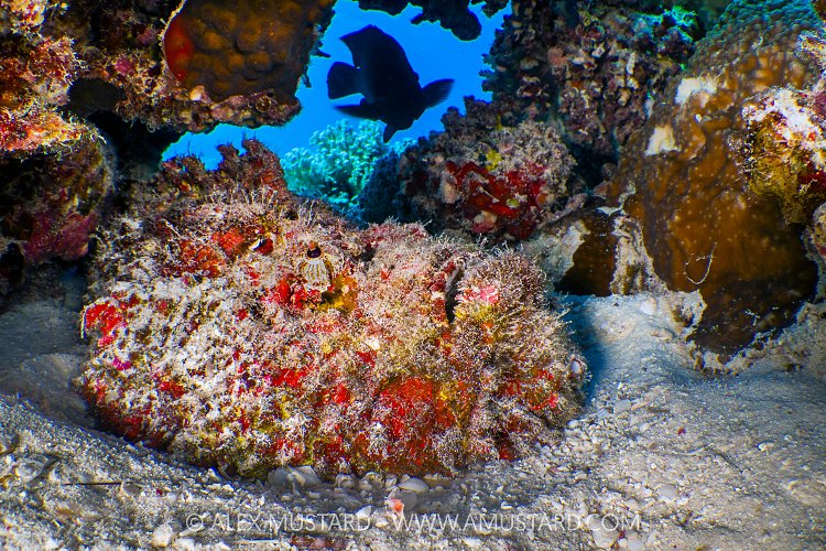 Red Stonefish. Egypt