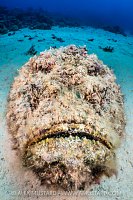 Hairy Stonefish, Egypt